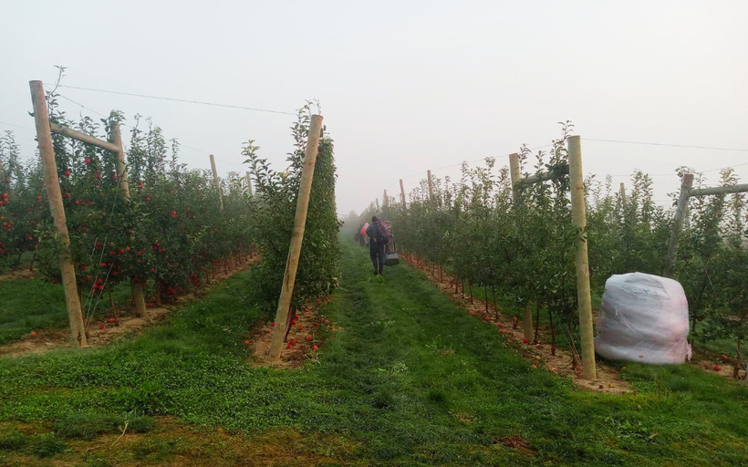 Workers at Wafler Farms between two rows of trees.