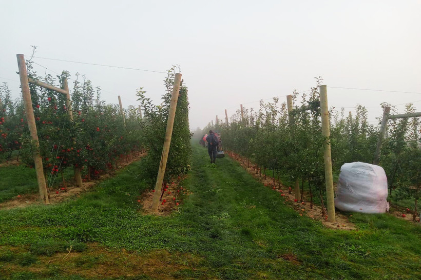 Workers at Wafler Farms between two rows of trees.