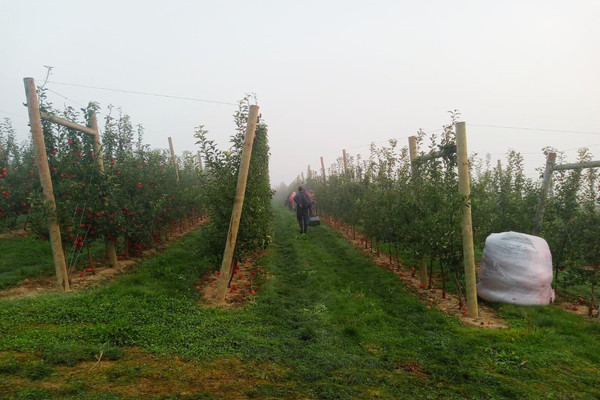 Workers at Wafler Farms between two rows of trees.