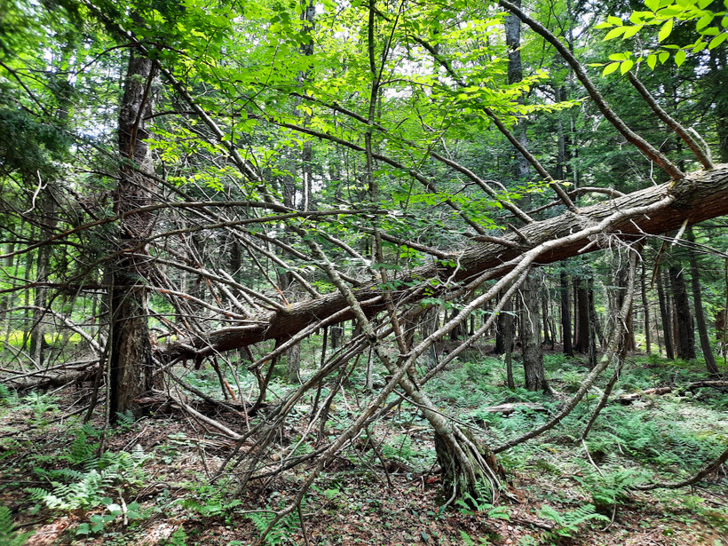 A fallen tree in a lush green forest