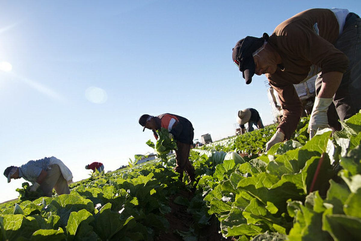 Al Jazeera Documentary Shows Mexican Farmworkers Struggles In Historic Strike In These Times 