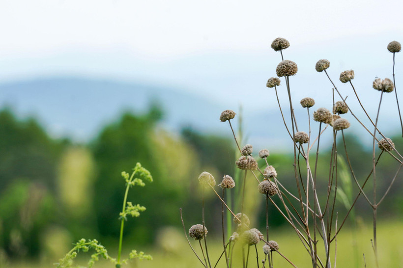 A closeup shot of two plants native to New York.