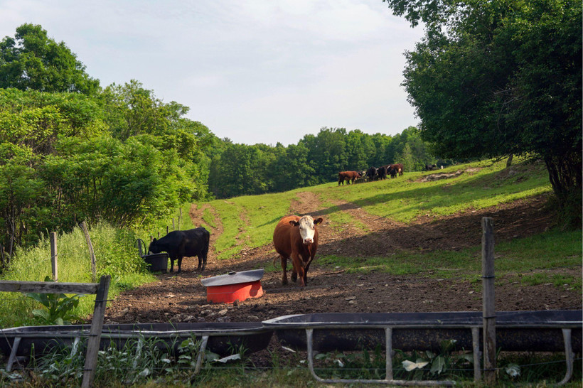 On a grassy hillside surrounded by trees, one cow drinks water from a trough while the other looks at the camera. A group of five or six cows is visible farther away.