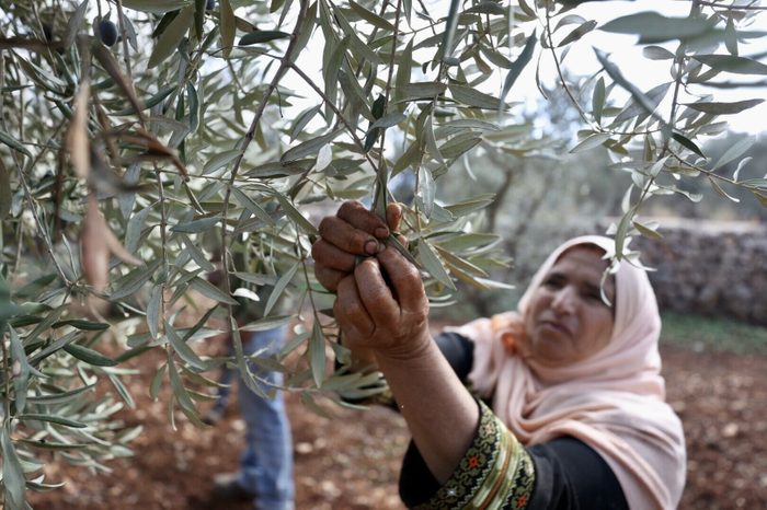 A woman stands by an olive tree, harvesting its fruit.